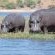 Muchenje Safari Lodge