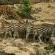 animals at waterhole