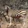 Re a Lora Lodge Zebra