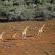 Giraffes on the Savanah