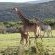 Giraffes close to road