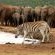 Addo Elephant Safari Tour