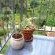 View of garden from upstrairs balcony