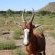 Travalia Guest farm