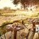 Motswari Private Game Reserve