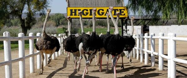 Highgate Ostrich Show Farm - Oudtshoorn