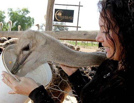 Highgate Ostrich Show Farm - Oudtshoorn