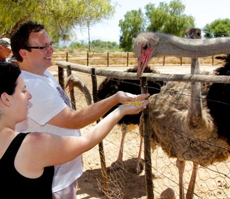 Highgate Ostrich Show Farm - Oudtshoorn