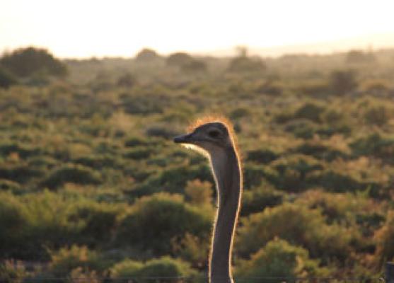 Highgate Ostrich Show Farm - Oudtshoorn