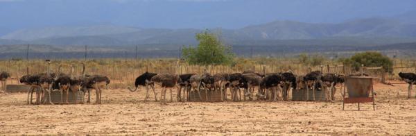 Highgate Ostrich Show Farm - Oudtshoorn