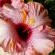 Beautiful Flower 