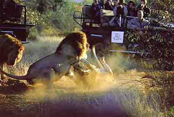 Thornybush Game Reserve