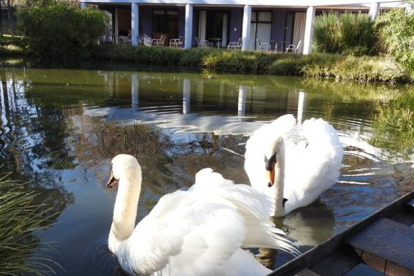 Swans
