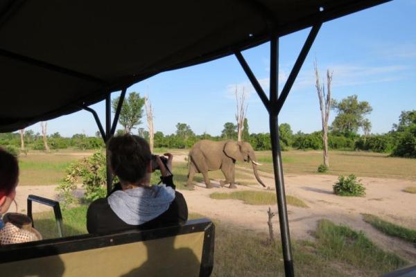 Elephant on Game Drive