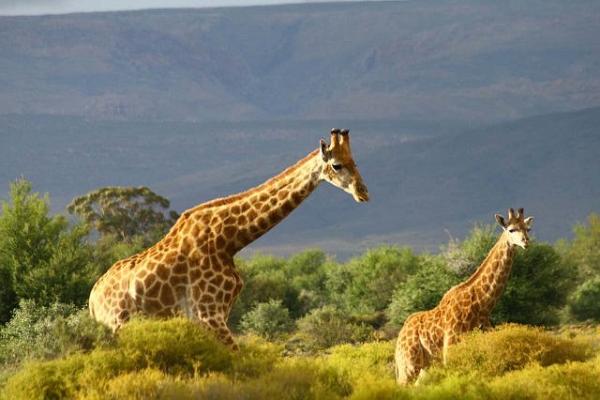 Game Lodges in the Western Cape