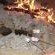Real Bush Braais