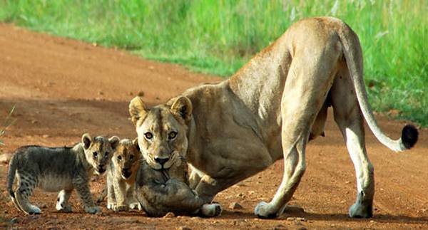 Game Lodges in the North West