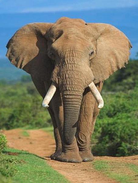 Addo Elephant Park, Addo