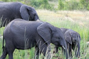 Kruger Park Accommodation