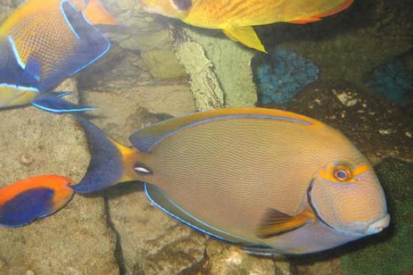 Two Oceans Aquarium