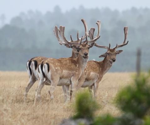 Fallow Deer