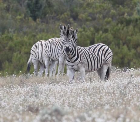 Zebra on Doornbosch Game Farm