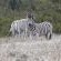 Zebra on Doornbosch Game Farm