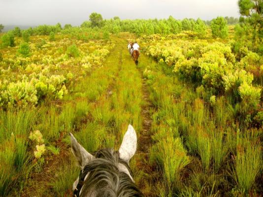 Fynbos from Horsback