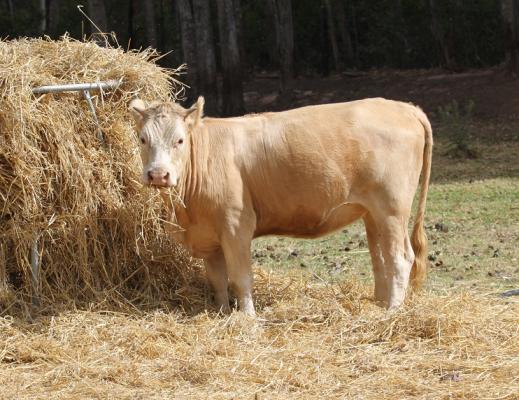 Cutie our tame cow