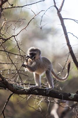 Samara Private Game Reserve - Karoo Lodge