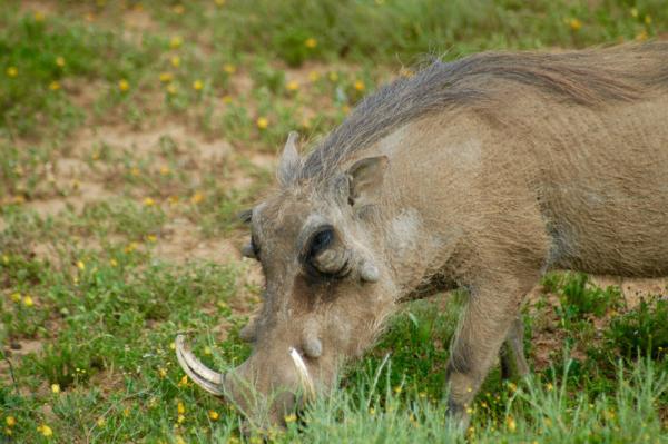 Samara Private Game Reserve - Karoo Lodge