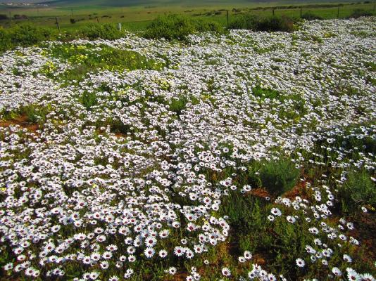 Carpets of wild flowers