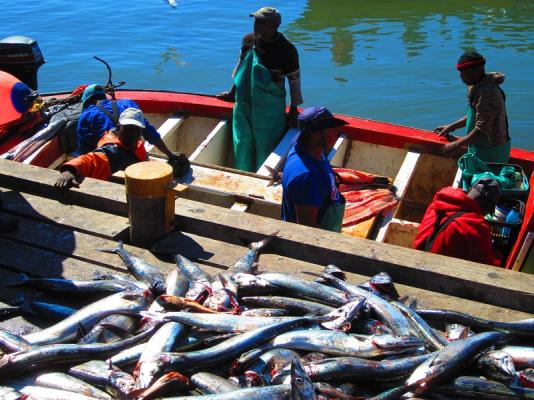 Snoek boats in our harbour