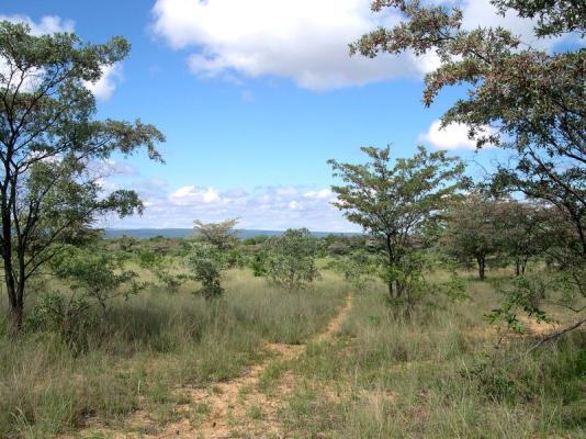 Animal tracks criss-cross the reserve