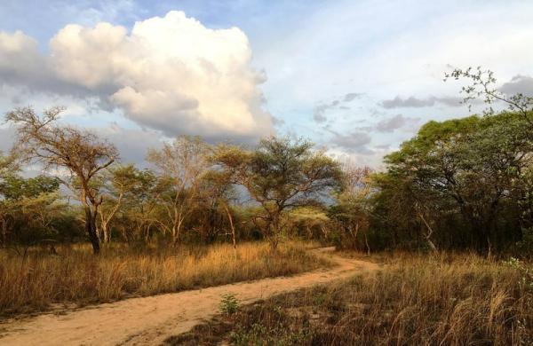 Evening drive in the bush