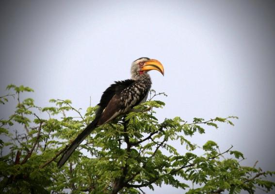 Yellow-billed hornbill