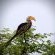 Yellow-billed hornbill