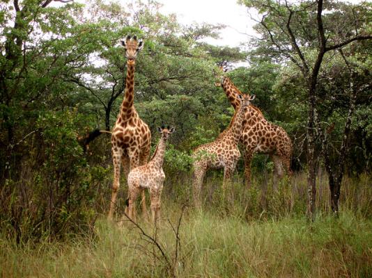 Giraf family in the reserve