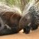 Porcupine female with youngster