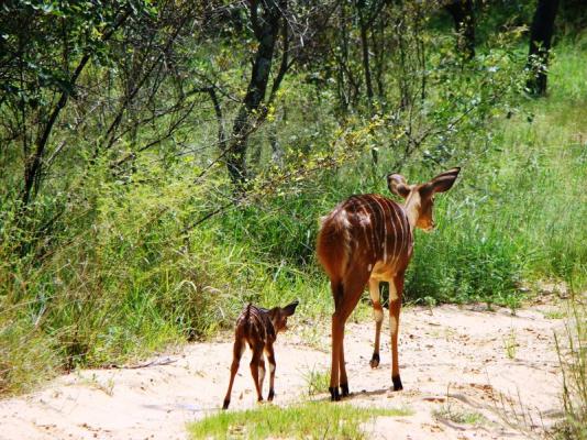 Nyala