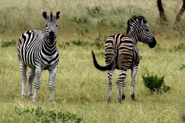 Zebras like open savannah