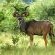 Kudu male, they are common at Shakati