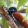 Paradise flycatcher