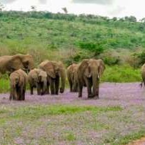 The herd on the airstrip at Thula Thula 