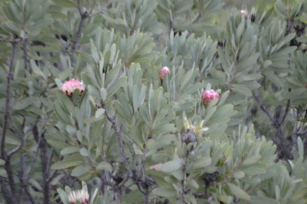 Proteas in bloom