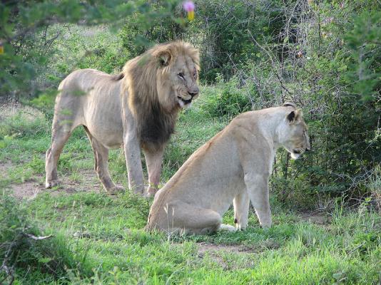 Tau Game Lodge