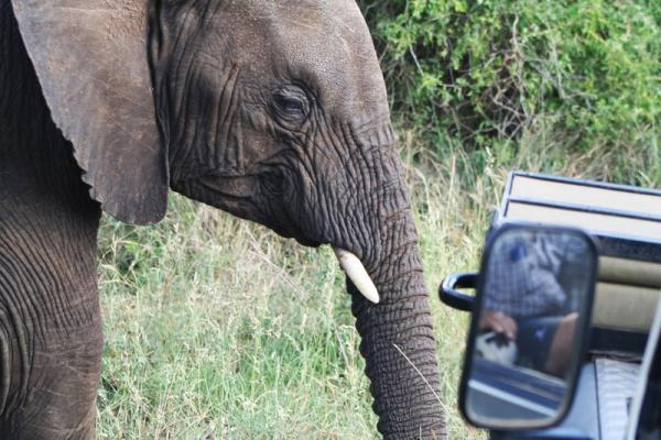 Elephant on Safari