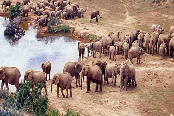 Waterhole - Addo Elephant National Park 