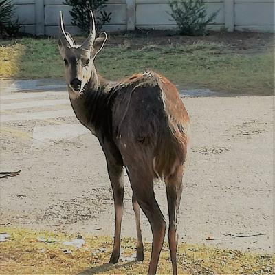 Bushbuck male