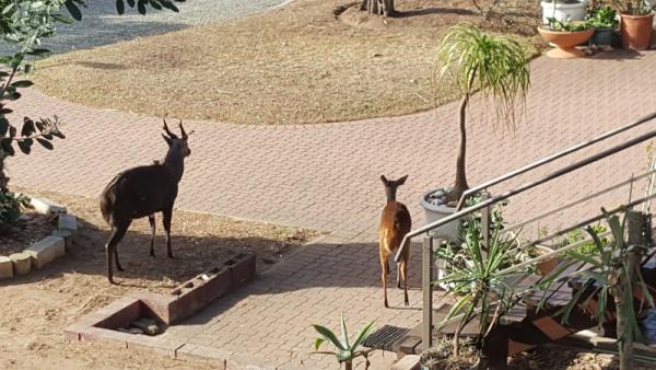 Male and female Bushbuck